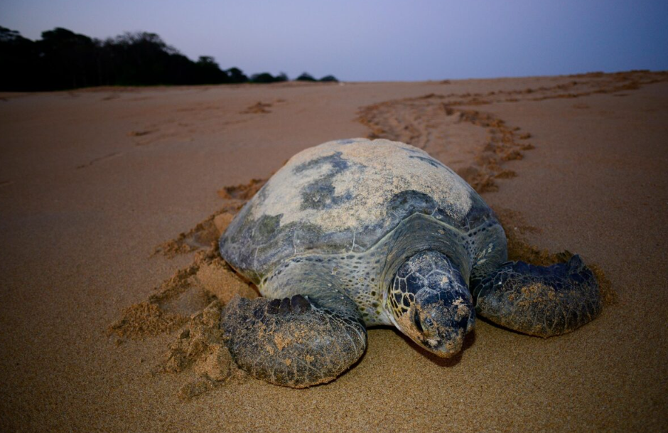 João Vieira and Poilão Marine Park, Bijagós Islands, Guinea-Bissau